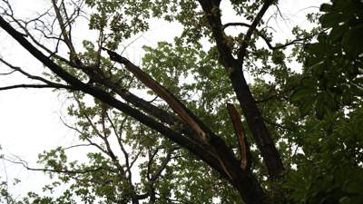 В парке Алматы дерево упало на летник