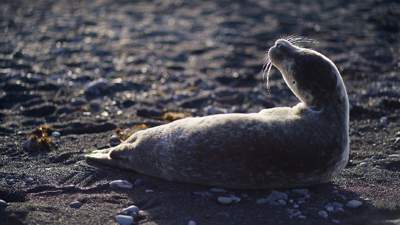 Мангистау, гибель тюленей