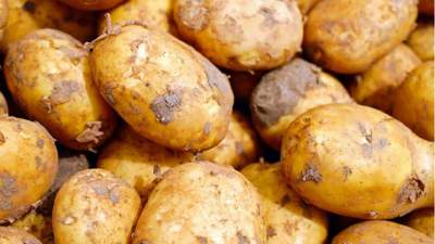 Казахстан Узбекистан картофель
