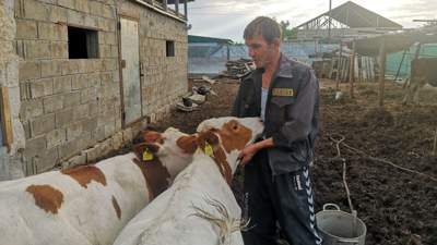Фермеры Павлодарской области готовы на массовый забой скота из-за подорожания сена