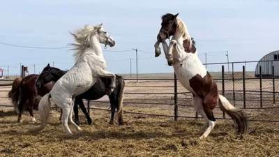 Лошади на ферме в Тургайских степях, коневод Жанибек Кенжебаев, дала камп, животноводство, Костанайская область, Казахстан