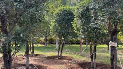 Загадочное исчезновение деревьев на левом берегу объяснили в Астане