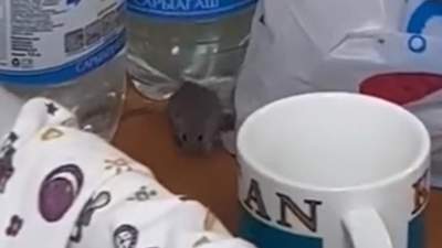  Рожениц напугали мыши в перинатальном центре Атырау 