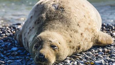 Резерват для тюленей создадут в Мангистау 