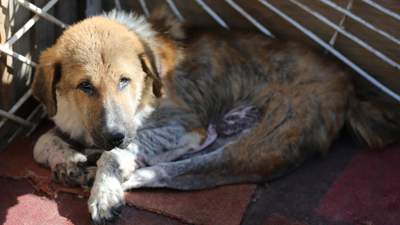 Куда исчезают собаки в Талгаре: расследование волонтеров привело в шок общественность