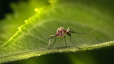 обнаружена мутация вируса, вирус Зика, переносчики комары
