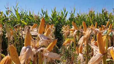 акимат переработка кукуруза 