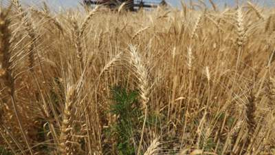Минсельхоз внес изменения в приказ, касающийся ограничения на ввоз пшеницы