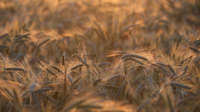 Казахстан пшеница МСХ