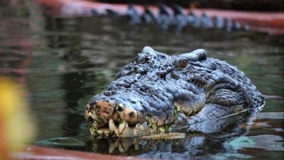 самый большой крокодил