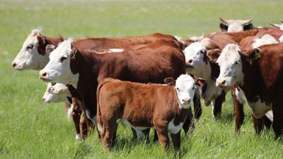 в Казахстане планируют ввести ограничение на вывоз бычков и баранчиков