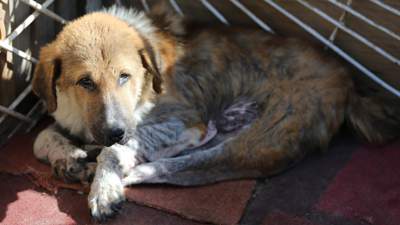 Общественность Петропавловска в ужасе из-за умирающих собак