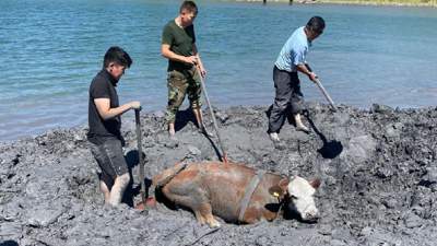 спасательная операция корова ВКО