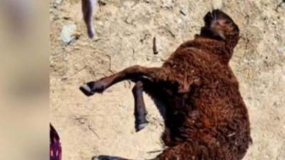В Жамбылской области массово гибнет скот 