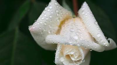 В Караганде высаживают белые розы на аллее памяти Юрия Шатунова 