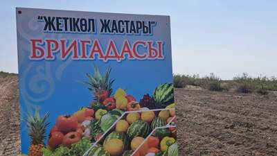 Как молодежь в Кызылординской области привлекли к сбору урожая 