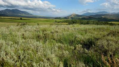 В Казахстане утвердили нормативы возмещения потерь растительного мира
