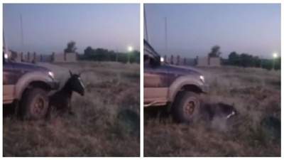 Казахстан инцидент лошадь наезд Минэкологии комментарий