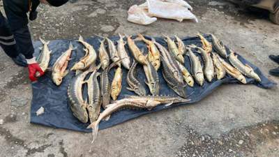 Изъятие рыбы у браконьера, Атырау