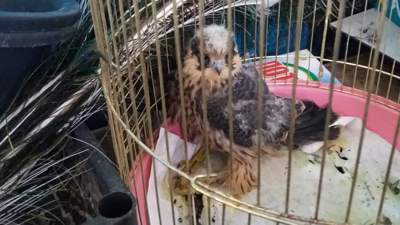 Жители Караганды спасли раненых диких птиц