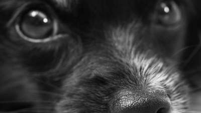 В Атырау зоозащитники вылечили проткнутую арматурой собаку 
