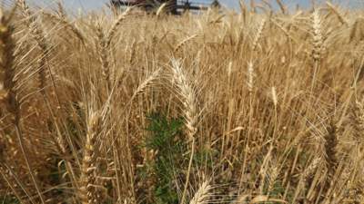 В Казахстане запретили ввозить пшеницу из других стран