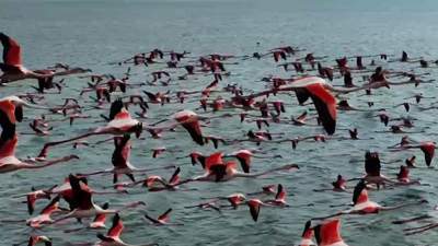 Блогера обвинили в гибели фламинго на озере Караколь в Актау 