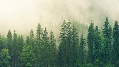 Лесной участок на 1,6 млрд тенге вернули государству в Акмолинской области, фото - Новости Zakon.kz от 14.08.2023 10:25