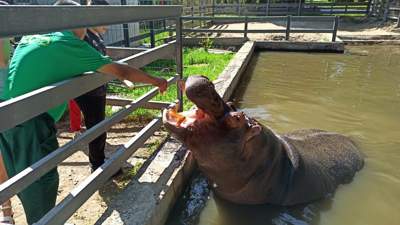 Объятия с кенгуру и трапеза с бегемотом: необычная акция прошла в зоопарке Алматы