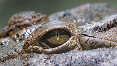 Друг из Кубы: что известно о самой большой рептилии в зоопарке Алматы