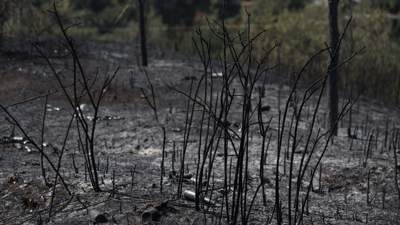 Крупный лесной пожар в Абайской области наконец полностью потушили