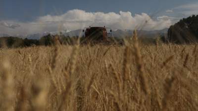 В Казахстане вводится запрет на ввоз пшеницы из других стран
