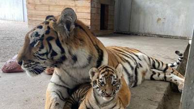 Тигрятам из Карагандинского зоопарка выбрали имена