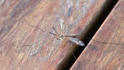 В Нур-Султане начали обработку территорий от комаров