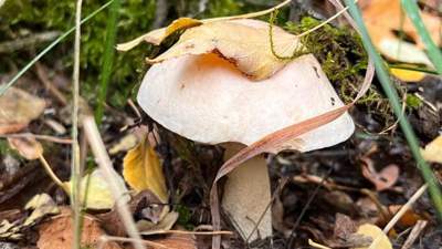 Эксперты советуют проверять грибы на радиацию 