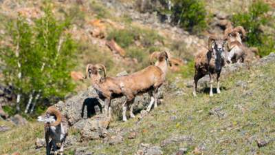 Благородные маралы и грозные бизоны: репортаж из национального парка Буратау