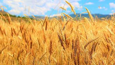 Казахстан возобновить поставки пшеницы зерновозами в Китай 