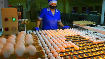 производство куриного яйца в Казахстане 