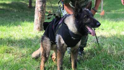 В Турции погибла собака из Мексики