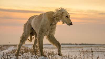 Стандарты казахских пород собак, фото - Новости Zakon.kz от 05.04.2023 13:08