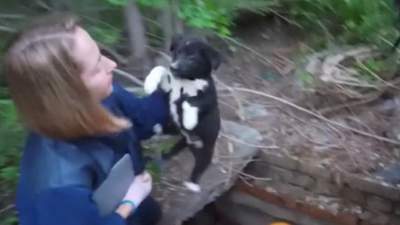 В Усть-Каменогорске ДЧС-ники спасли щенка упавшего в колодец