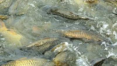 Массовую гибель рыбы сняли на видео в Атырауской области 