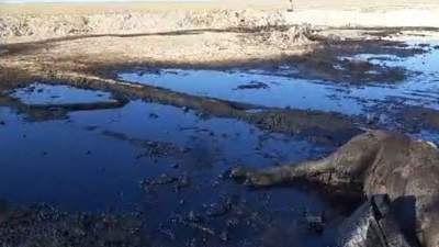 Гибель верблюда в нефтяной луже прокомментировала министр Сулейменова