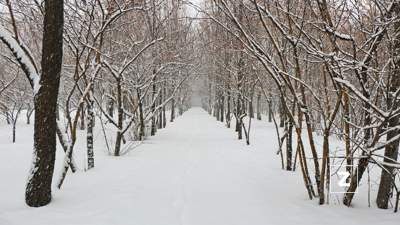 зима, деревья 