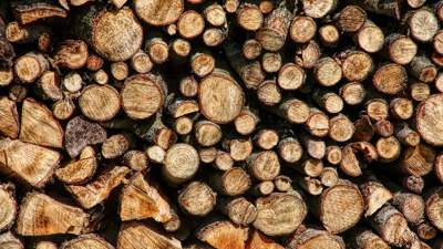 запрет вывоз древесина