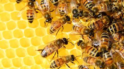 5 млн пчел устроили хаос на трассе в Канаде