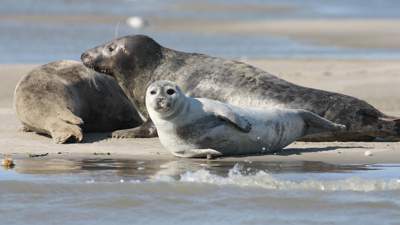 Исчезают, вымирают: почему на Каспии год за годом гибнут тюлени